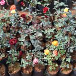 Jayantha Rose Plant Nursery