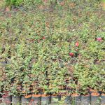 Jayantha Rose Plant Nursery