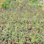Jayantha Rose Plant Nursery