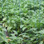 ජයමාල් බෙල්පෙපර්ස් ජයමාල් බෙල්පෙපර්ස්