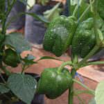 ජයමාල් බෙල්පෙපර්ස් ජයමාල් බෙල්පෙපර්ස්