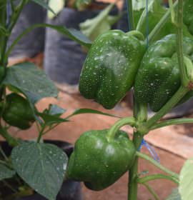 ජයමාල් බෙල්පෙපර්ස්