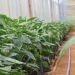 ජයමාල් බෙල්පෙපර්ස් ජයමාල් බෙල්පෙපර්ස්