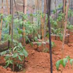 තුසිත ග්‍රීන්හවුස් තක්කාලි