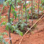 තුසිත ග්‍රීන්හවුස් තක්කාලි