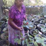 සම්පත් මල් ,විසිතුරු පැල (Pubudu Flower Nursery)