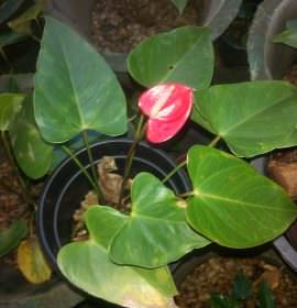 සම්පත් මල් ,විසිතුරු පැල (Pubudu Flower Nursery)