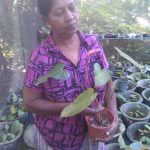 සම්පත් මල් ,විසිතුරු පැල (Pubudu Flower Nursery)