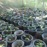 සම්පත් මල් ,විසිතුරු පැල (Pubudu Flower Nursery)