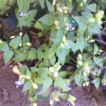 සම්පත් මල් ,විසිතුරු පැල (Pubudu Flower Nursery)