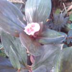 සම්පත් මල් ,විසිතුරු පැල (Pubudu Flower Nursery)