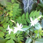 සම්පත් මල් ,විසිතුරු පැල (Pubudu Flower Nursery)