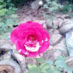 සම්පත් මල් ,විසිතුරු පැල (Pubudu Flower Nursery)