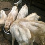 Alphina farm Products
