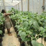 දිලින් හරිතාගාර නිෂ්පාදන