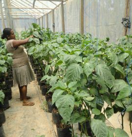 දිලින් හරිතාගාර නිෂ්පාදන