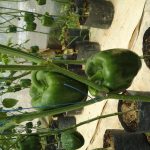 දිලින් හරිතාගාර නිෂ්පාදන