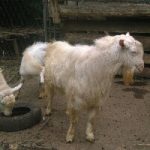 Alphina farm Products