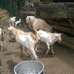 Alphina farm Products