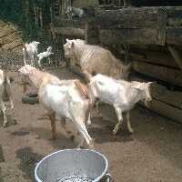Alphina farm Products