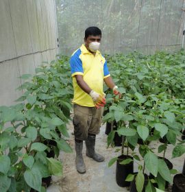 හරිතාගාර නිෂ්පාදන