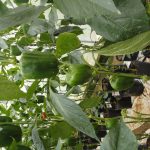 නිසංසල හරිතාගාර නිෂ්පාදන