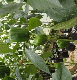 නිසංසල හරිතාගාර නිෂ්පාදන