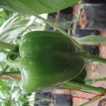 මල්ලිකා හරිතාගාර නිෂ්පාදන