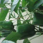 මල්ලිකා හරිතාගාර නිෂ්පාදන
