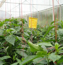 මල්ලිකා හරිතාගාර නිෂ්පාදන