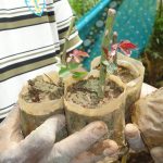 ජයනාත් මල් පැල තවාන ජයනාත් මල් පැල තවාන