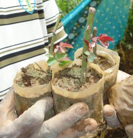 ජයනාත් මල් පැල තවාන