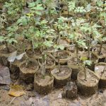 ජයනාත් මල් පැල තවාන ජයනාත් මල් පැල තවාන