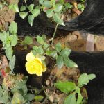 ජයනාත් මල් පැල තවාන ජයනාත් මල් පැල තවාන