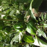 මංජුල හරිතාගාර නිෂ්පාදන