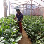 මංජුල හරිතාගාර නිෂ්පාදන