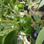 මංජුල හරිතාගාර නිෂ්පාදන