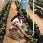 මිහිර හරිතාගාර නිෂ්පාදන