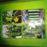 බණ්ඩාර හරිතාගාර නිෂ්පාදන