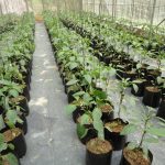 උපේක්ෂා හරිතාගාර නිෂ්පාදන