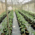 උපේක්ෂා හරිතාගාර නිෂ්පාදන