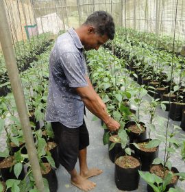 උපේක්ෂා හරිතාගාර නිෂ්පාදන