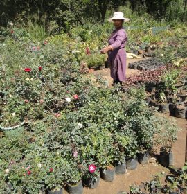 ලලිත් මල් පැල තවාන