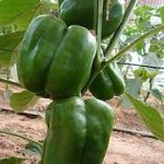 සුදත් හරිතාගාර නිෂ්පාදන