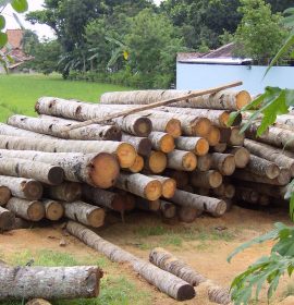 Gunaraththne Timber Products