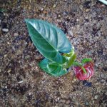 puhulwatta,mawssagolla,passara