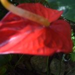 ඇන්තූරියම් ප්ලාන්ට්ස් දියතලාව
