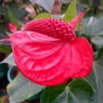 ඇන්තූරියම් ප්ලාන්ට්ස් දියතලාව