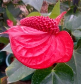 ඇන්තූරියම් ප්ලාන්ට්ස් දියතලාව