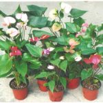 ඇන්තූරියම් ප්ලාන්ට්ස් දියතලාව